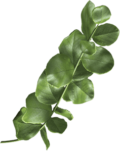 leaf 2 1